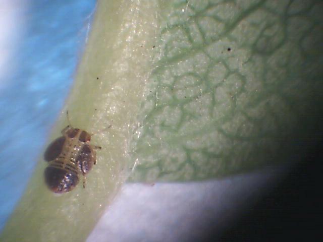 Laboratorijski pregled